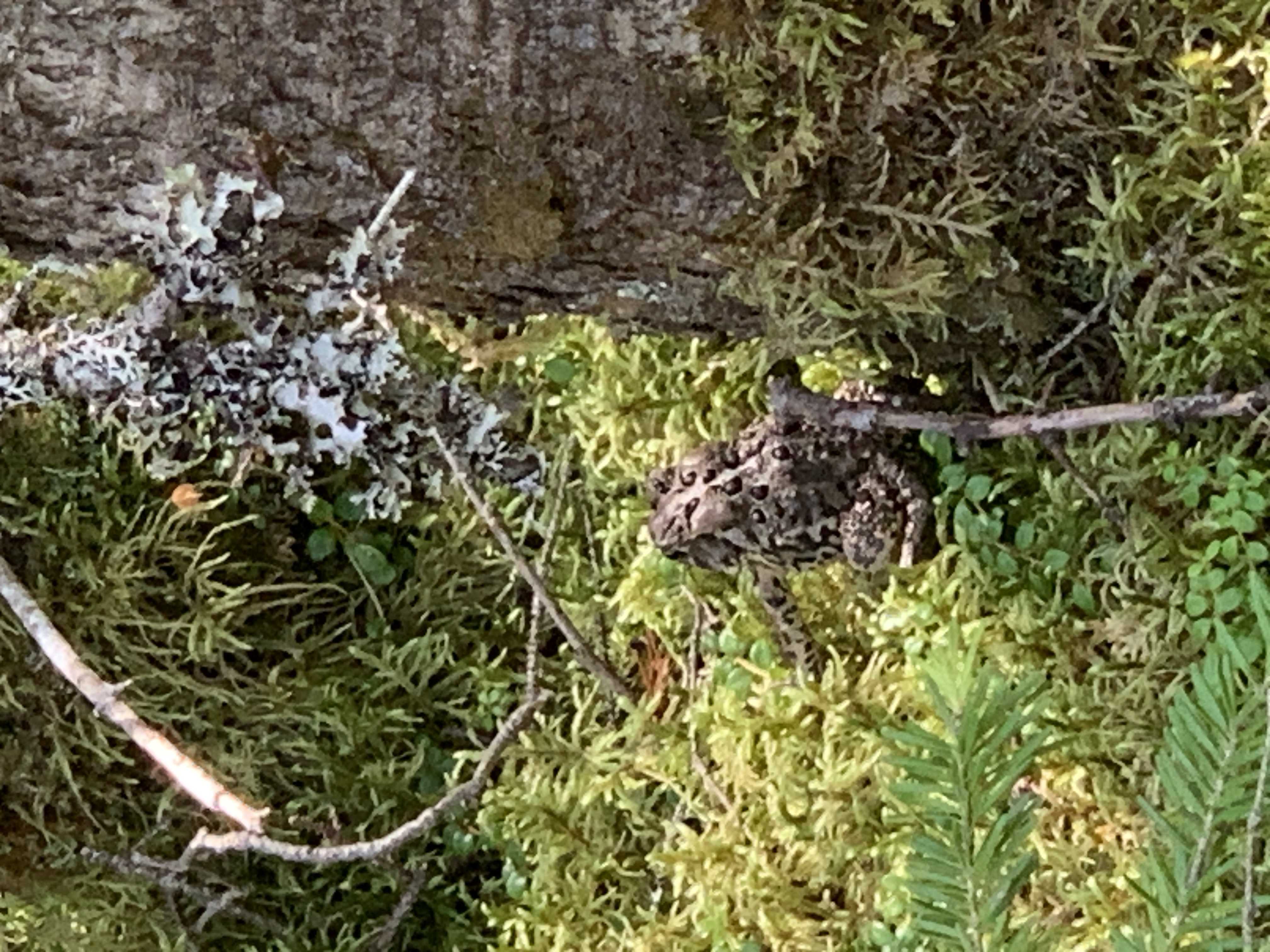 Northern Leopard Frog, Gros Morne National Park