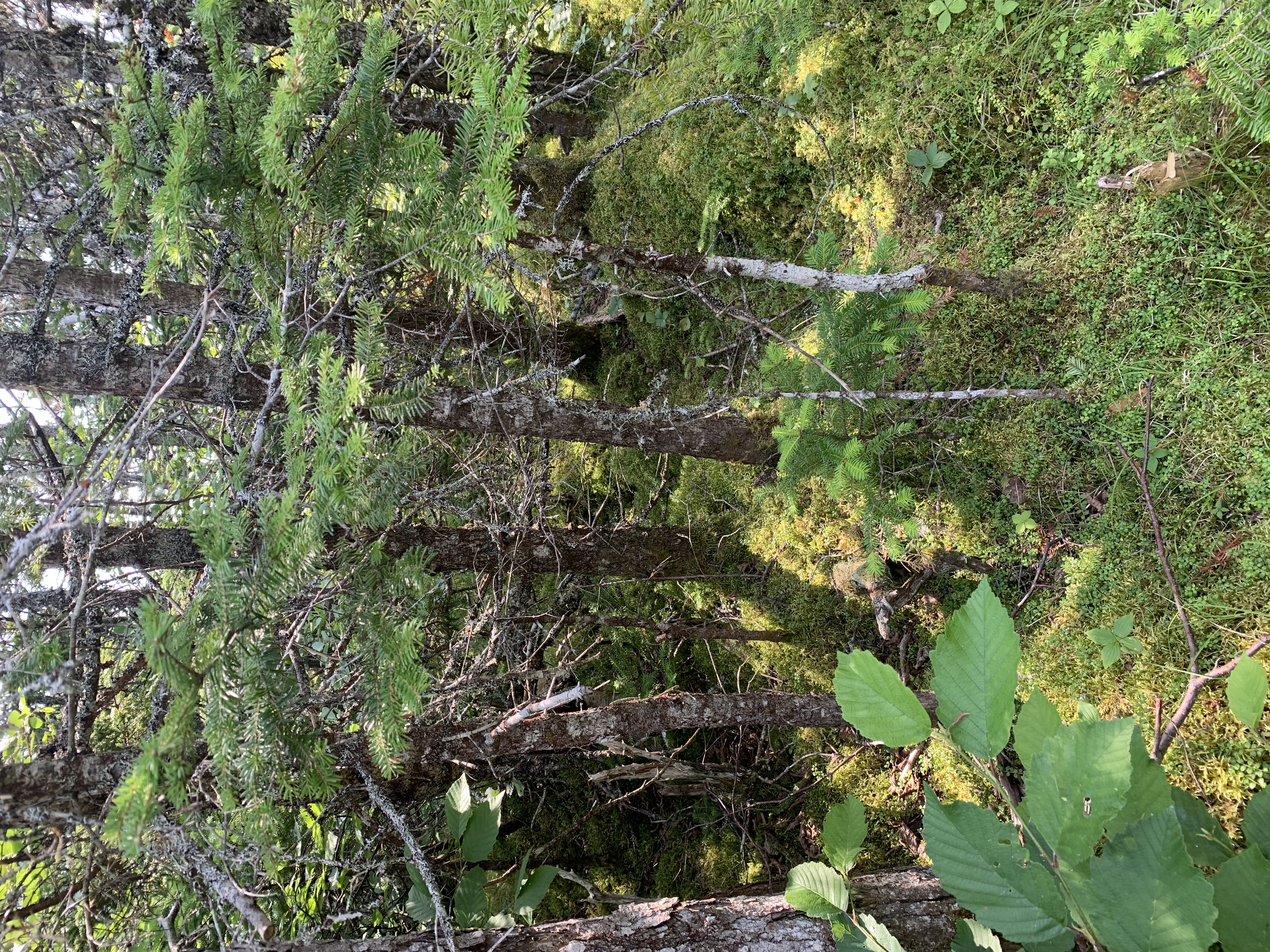Spot the Frog, Gros Morne National Park