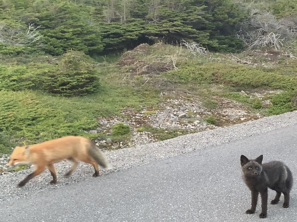 One Fox, Two Fox, Red Fox, Blue Fox, Point Riche